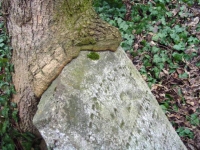 Strom zakousl do nhrobku na idovskm kostele.